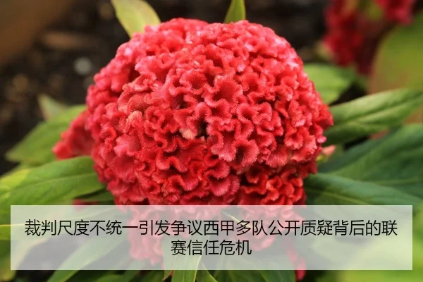 裁判尺度不统一引发争议西甲多队公开质疑背后的联赛信任危机